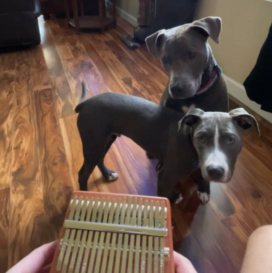 Dogs Love Kalimbas Too!